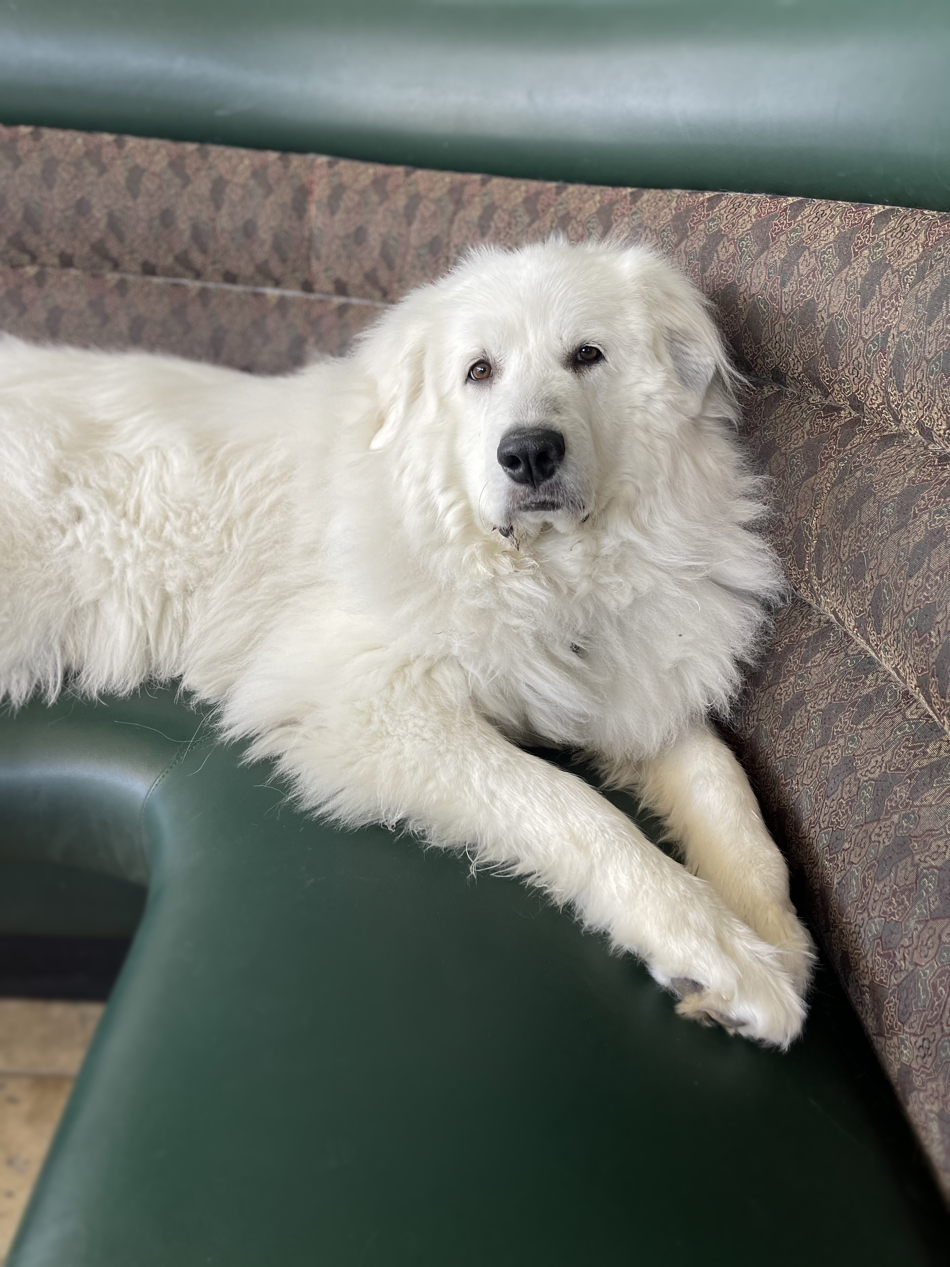 China sitting in her regular spot at Midtown Kava Lounge